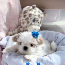 Dove - White male Shih Tzu puppy in Frederick, Maryland from Shih Tzu Puppy in Maryland