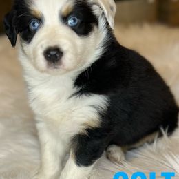 Australian Shepherds from Oakland Valley Farm