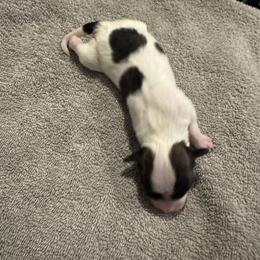 Boy 1 - White black and tan male Papillon puppy in Laveen, Arizona from Poolside Papillons