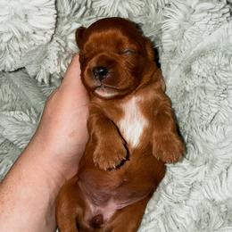 Rose - Ruby female Cavalier King Charles Spaniel puppy in Mayo, Florida from Kingston’s Cavaliers