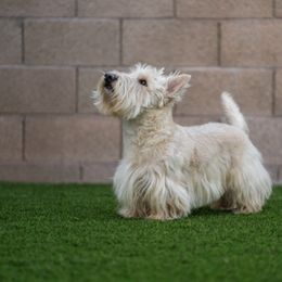 Scottish Terrier Puppies from Hyland Lake Scotties
