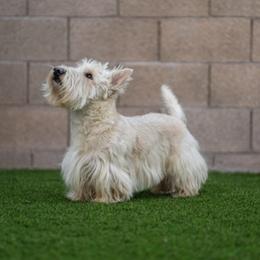 Scottish Terrier Puppies from Hyland Lake Scotties