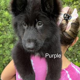 German Shepherd Puppies from Vom Broward Haus
