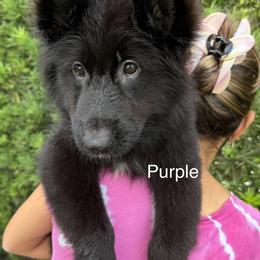German Shepherd Puppies from Vom Broward Haus