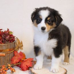 Miniature American Shepherd Puppies from Lone Pine Miniature American Shepherds