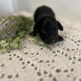 Cockapoo and Dachshund Puppies from Cochran's Cockapoo's