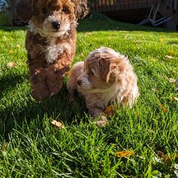 Aussiedoodle Puppies from Paisleys Doodles AK