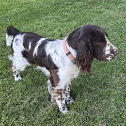 Packer - English Springer Spaniel