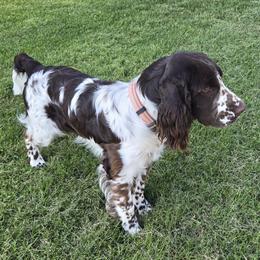 Packer - English Springer Spaniel