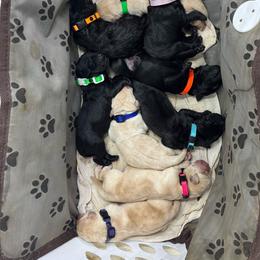 Lime - Black male Labrador Retriever puppy in Beaverdam, Virginia from Riverside Sunset Labrador Retrievers