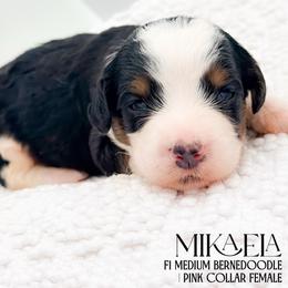 Mikaela - Tri-color female Bernedoodle puppy in Tipton, Indiana from Country Creek Doodles