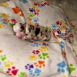 Meadow - Red merle female Australian Shepherd puppy in Williston, Florida from Over The Rainbow Aussies