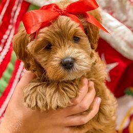 Blush - Buff female Cockapoo puppy in Mt Bethel, Pennsylvania from Stasia’s Cutiepoos