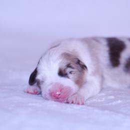 Sicily - Red merle female Australian Shepherd puppy in Easton, Missouri from MMA Kennel