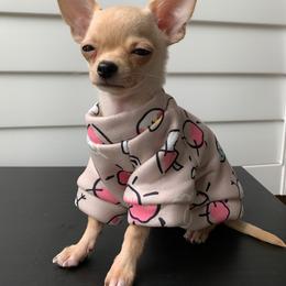 Chihuahua Puppies from Small and Mighty Chihuahuas