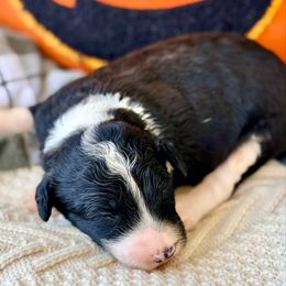 Finn - White and black male Bordoodle puppy in Eastman, Georgia from Dood B Ranch