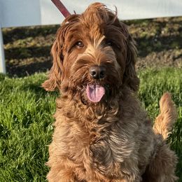Josie - Australian Labradoodle