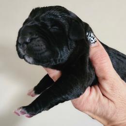 Bella - Black female Perro de Presa Canario puppy in El Paso, Texas from PaPaws Gotta Love It Kennels