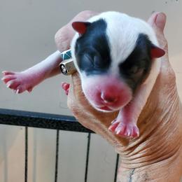Full mask F - Blue speckled female Australian Cattle Dog puppy in Lenoir, North Carolina from Blue Coyote Ranch