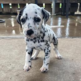 Bea - White and black female Dalmatian puppy in Fort Cavasos, Texas from Mainstreet Dalmation