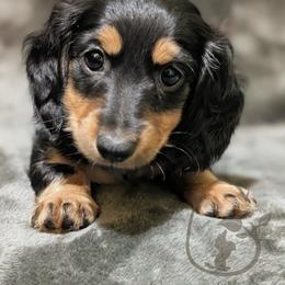 Tortellini - Black and cream female Dachshund puppy in Salina, Kansas from Grove Grown Dachshunds