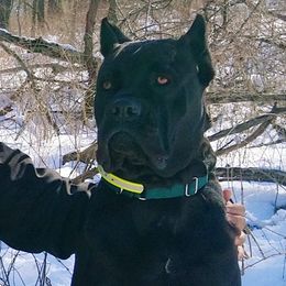 Luna - Cane Corso