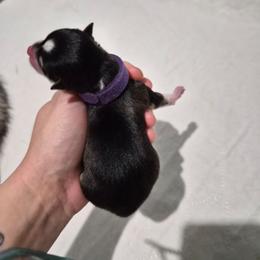 Celeste - Black and white female Pomsky puppy in Valparaiso, Indiana from Valparaiso Pomskys