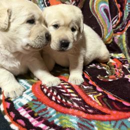 Boy 1 - Yellow male Labrador Retriever puppy in Newtown, Connecticut from Tiger Rose Labradors