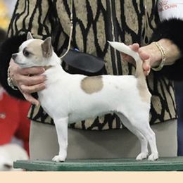 Sarah - Chihuahua