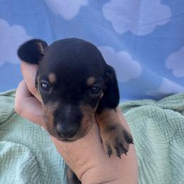 Hamm - Black and tan male Dachshund puppy in Dyess Afb, Texas from Story Dachshunds