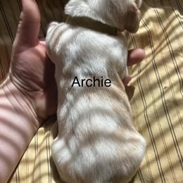 Archie - Red and white male Basset Hound puppy in Ringling, Oklahoma from BnL Bassets