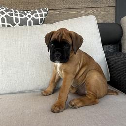 Boxer Puppies from The Holistic Boxer
