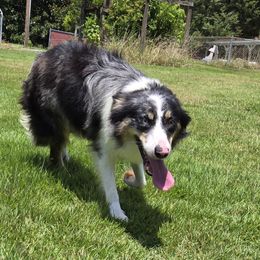 Juno - Border Collie