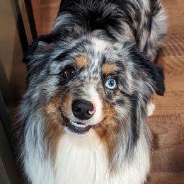 Tucker - Australian Shepherd