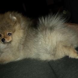 Pomeranian Puppies from Uniquepombabies