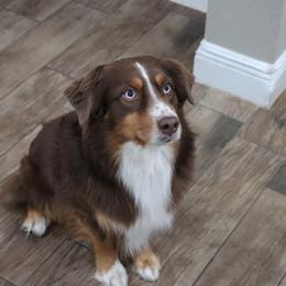 Kane - Miniature Australian Shepherd