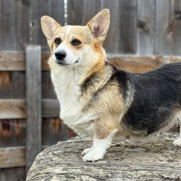 Maude - Pembroke Welsh Corgi