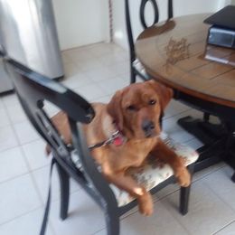 Labrador Retriever All Grown Up from Autumn Oaks Labrador Retrievers