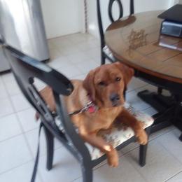 Labrador Retriever All Grown Up from Autumn Oaks Labrador Retrievers