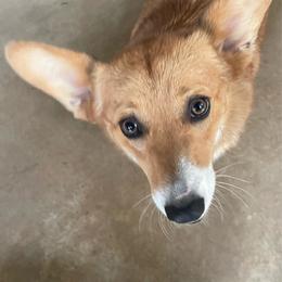Suki - Pembroke Welsh Corgi