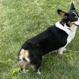 Dani - Pembroke Welsh Corgi