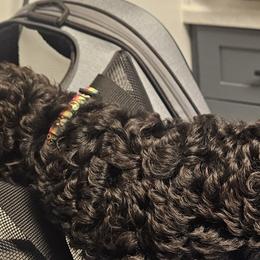 Poodles from Guardian