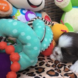 Great Dane and Shih Tzu Puppies from Empire Royalty and Majestic Dane