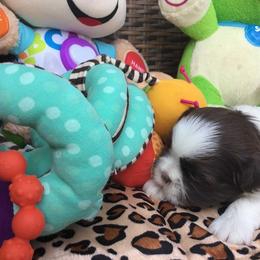Great Dane and Shih Tzu Puppies from Empire Royalty and Majestic Dane