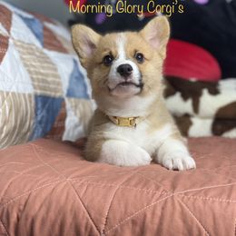 Pembroke Welsh Corgi Puppies from Morning Glory Corgis