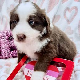 Green collar - Red tri male Miniature Australian Shepherd puppy in 32046, Florida from River Hill Ranch