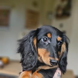 Coraline - Dachshund