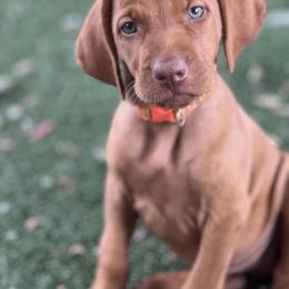 7th pick Boy - Red golden male Vizsla puppy in Boaz, Alabama from MountainTop Vizslas