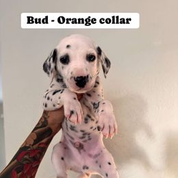 Bud LUA - White and black male Dalmatian puppy in Fort Worth, Texas from Glasscock Dalmatians