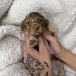 Simba - Dapple male Dachshund puppy in Hesperia, California from Teenie Tiny Doxies